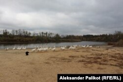 Гуси Владимира на берегу реки