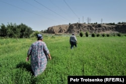 Фермерское поле неподалёку от Фархадской ГЭС. Таджикистан, Согдийская область, 15 июня 2024 года