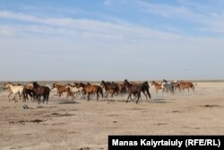 Испугавшиеся звука дрона лошади бегут от места водопоя в степь. Окрестности села Кызан