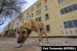 Бездомная собака возле жилого дома в Жанаозене. Мангистауская область, 16 декабря 2021 года