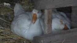 В Казахстане продолжается падёж птиц