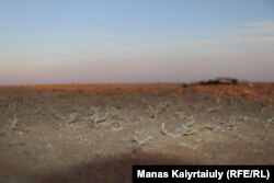 Жара, дождей нет. Успевшая взойти полынь высохла на поверхности. Животные пытаются вытянуть корни