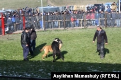 Собачьи бои. Село Узынагаш Алматинской области. 10 ноября 2014 года.