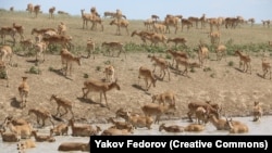 Сайгаки у водоема в Западно-Казахстанской области.