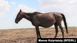 Практически весь скот в Мангистауской области — с метками. Многие местные жители не регистрируют животных. Здесь, как правило, наносят на шкуры инициалы владельца. На лошади на фото — знак «ҒҚ». Ее владелец — Губайдолла Калынбайулы. Фермерским хозяйствам, не зарегистрировавшим скот, государство не предоставляет субсидий